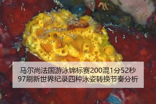 ma-er-shang-fa-guo-you-yong-jin-biao-sai-hun-fen-miao-shua-xin-shi-jie-ji-lu-si-zhong-yong-zi-zhuan-huan-jie-zou-fen-xi-3-748.jpg